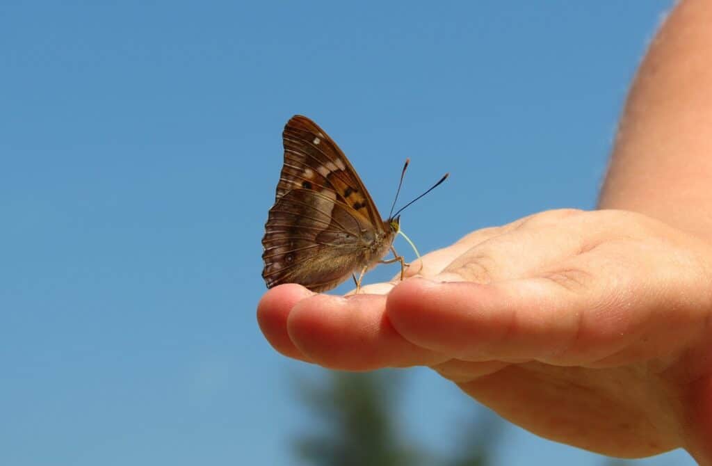 nature, butterfly, insect-3163344.jpg